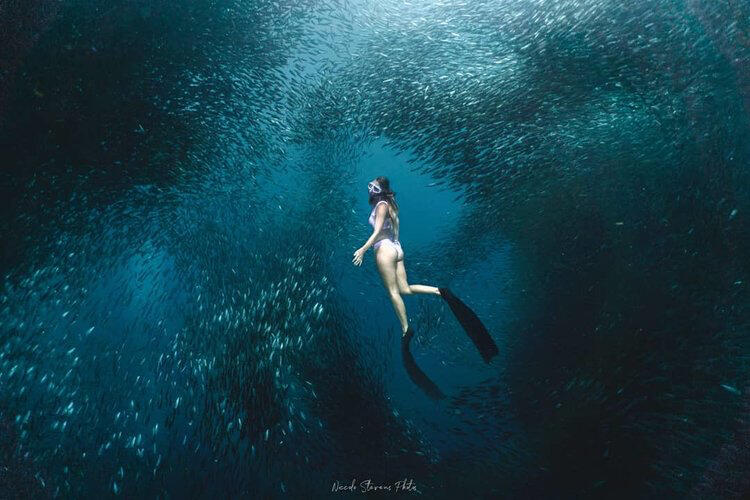 Swimming with Sardines in Pescador