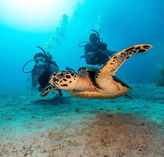 Coron Reef and Wrecks